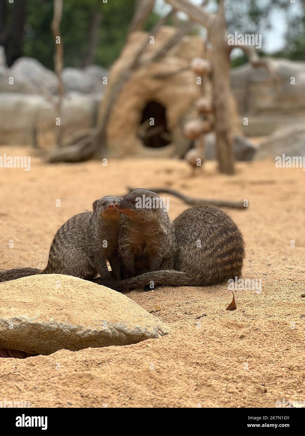 A group of cute little banded mongooses playing in the sand at a zoo, vertical shot Stock Photo