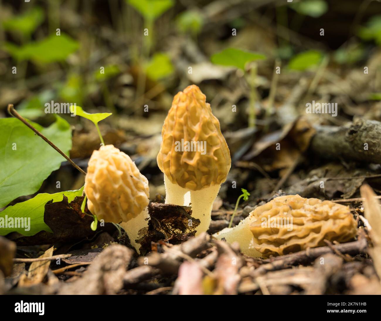 A close up of yellow morels in the woods Stock Photo Alamy