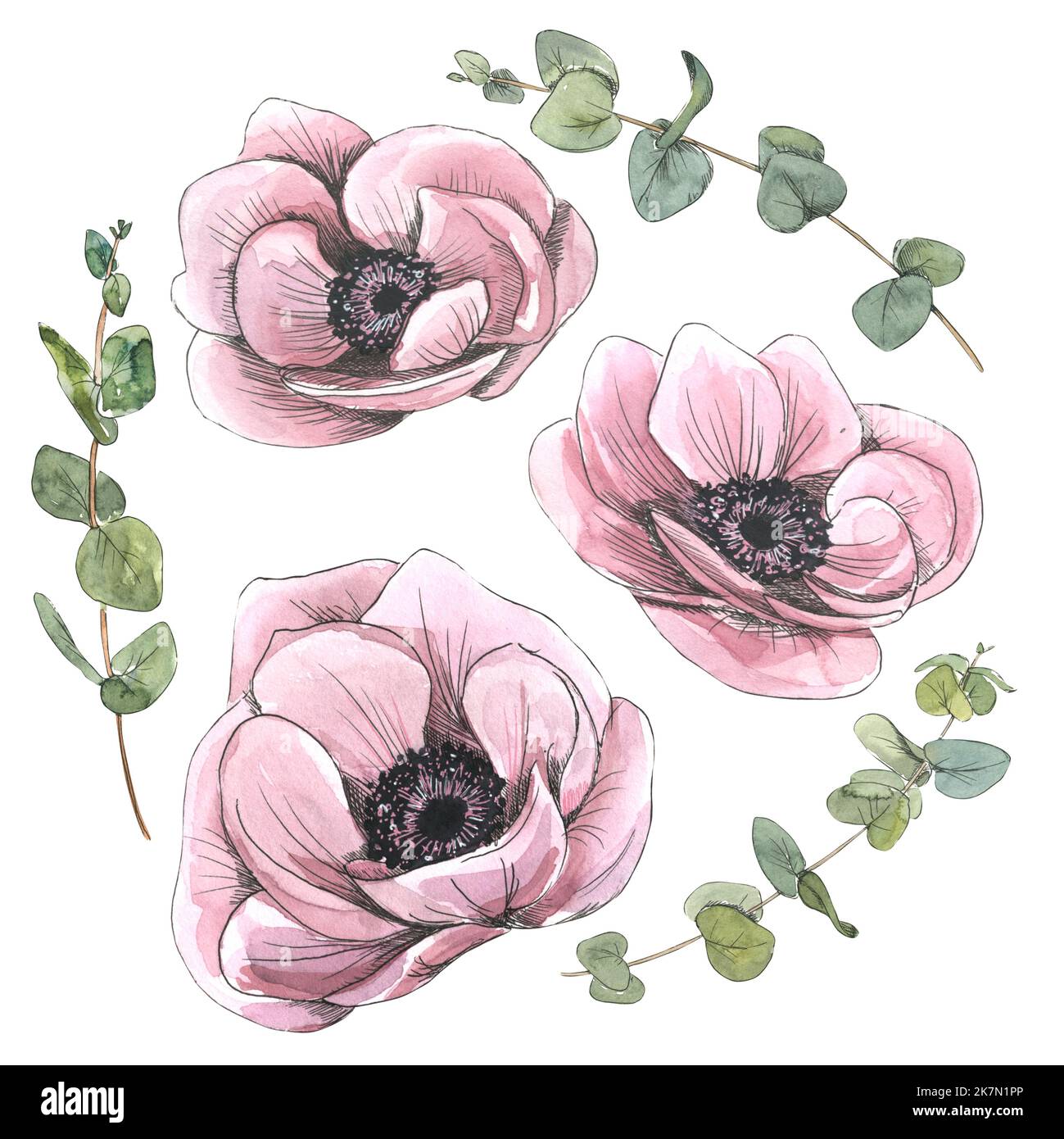 Flower buds of pink anemones with eucalyptus flowers. Watercolor illustration in sketch style with graphic elements. Isolated objects from the PARIS Stock Photo