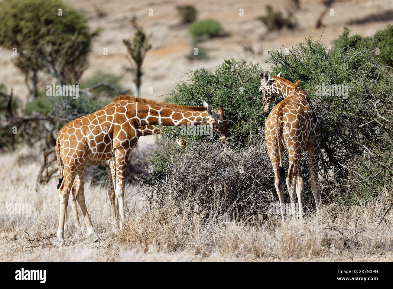 Giraffes eating leaves trees hi-res stock photography and images - Alamy