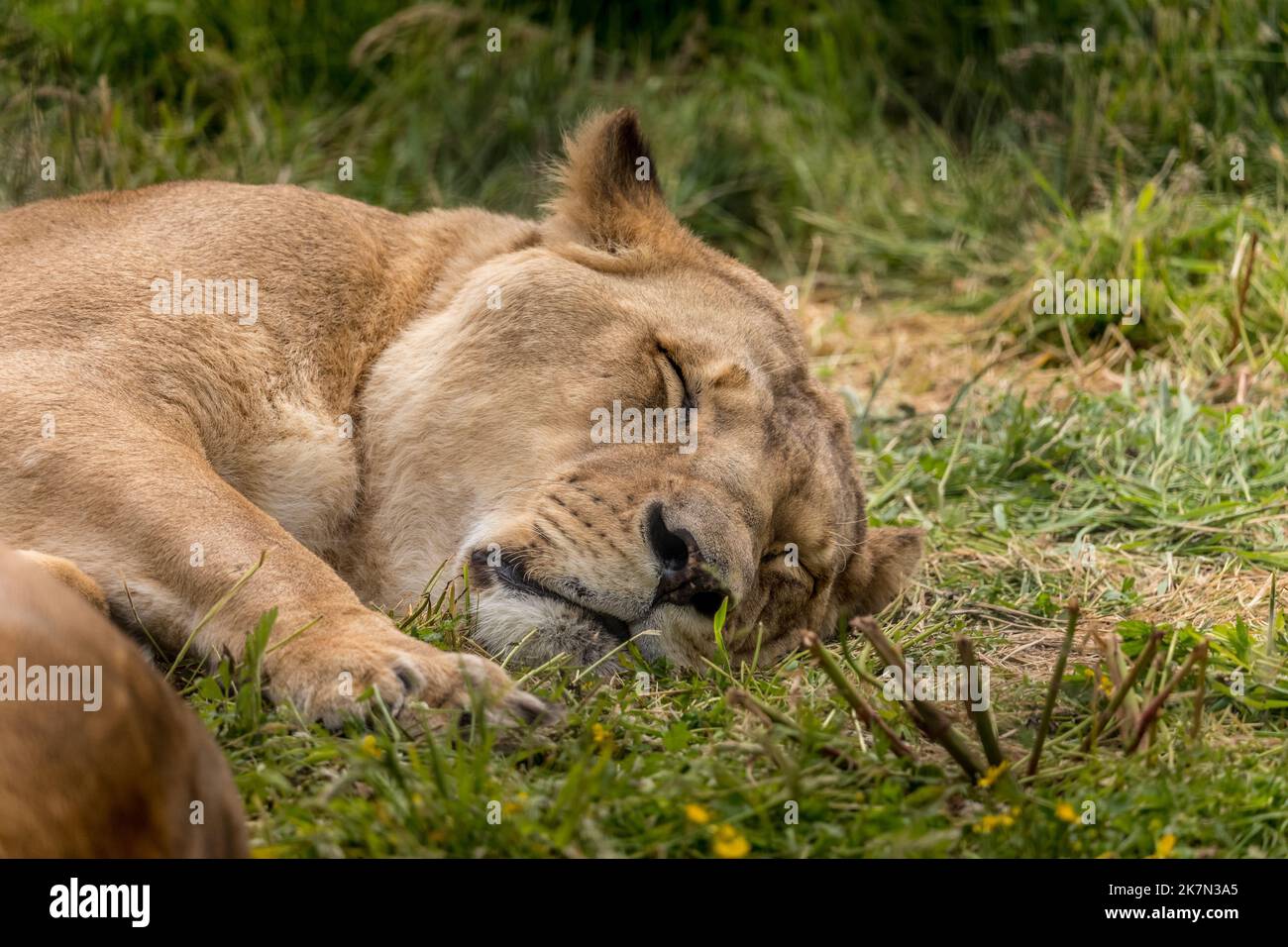 A closeup of a southwest African lion laying down on grass ground. Stock Photo