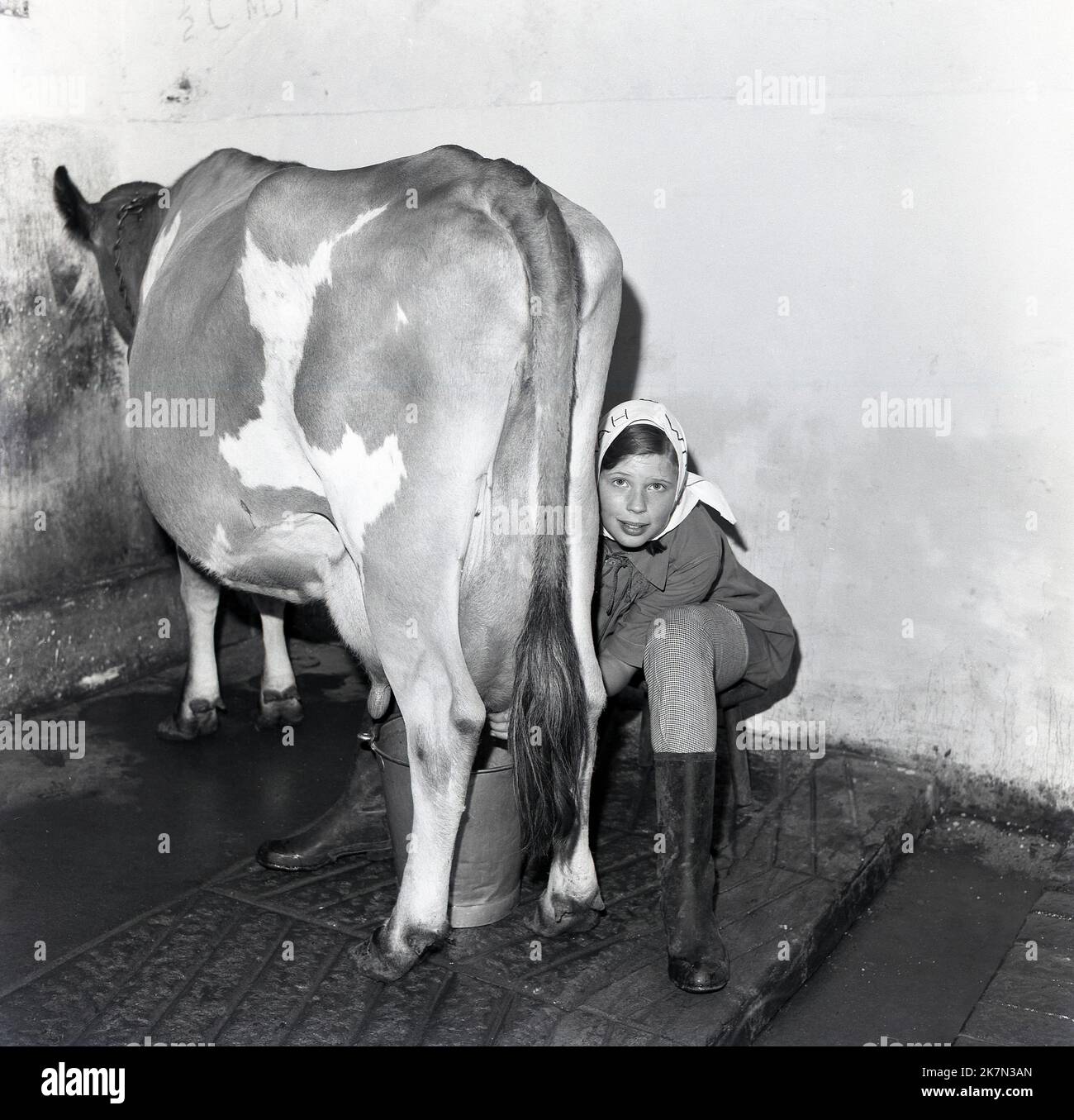 1964, historical, the Farmhouse School, gilr milking a cow, Bucks