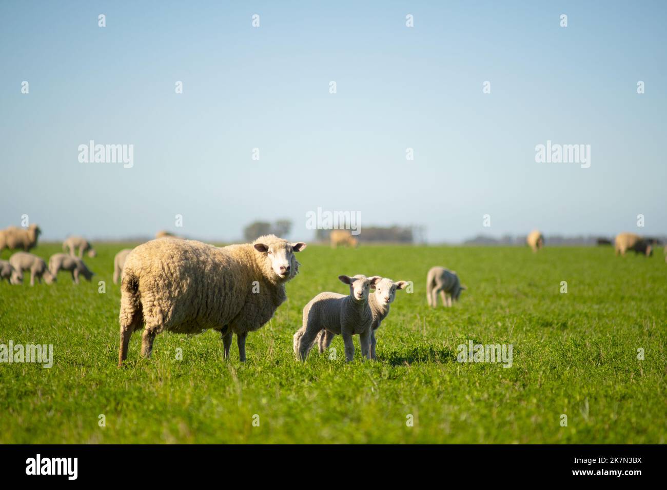 The sheep in a field under a blue sky Stock Photo - Alamy