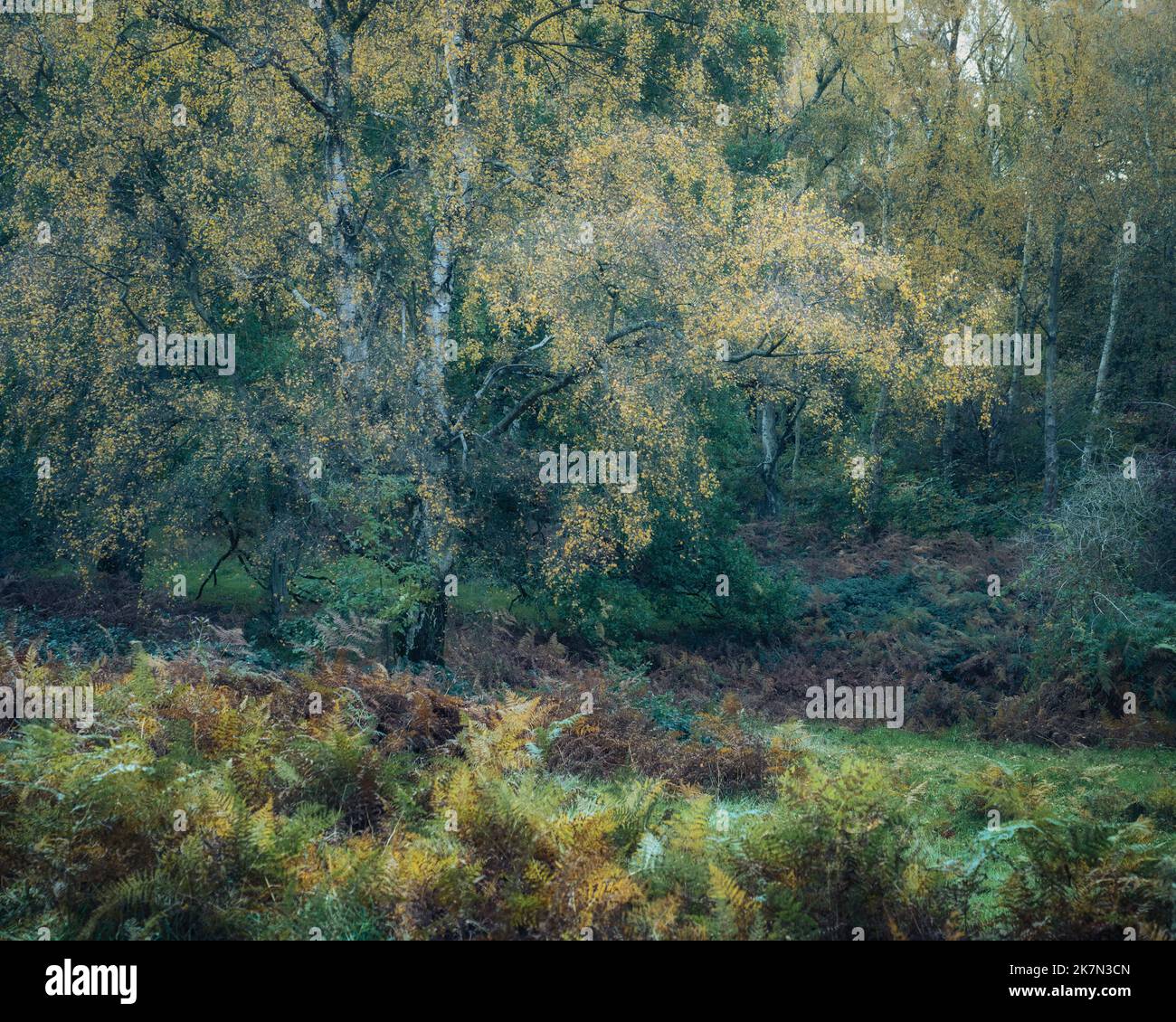 A beautiful landscape of an autumn forest in Ashridge estate, UK. Stock Photo