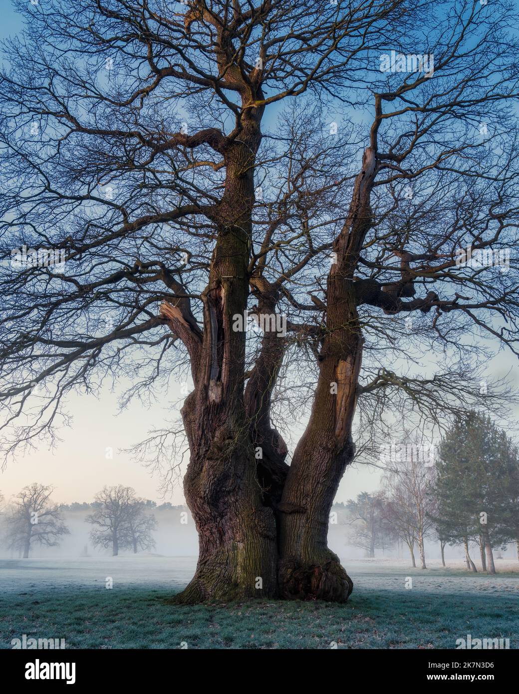 Ancient wood uk hi-res stock photography and images - Alamy
