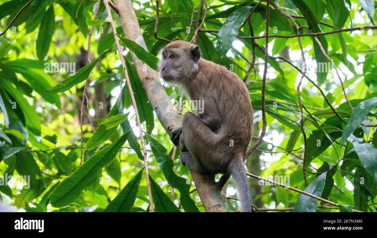 A monkey helped harvest and husking the coconut. Long-tailed monkeys or  long-tailed macaque in Pariaman, not just animals that live in the wild,  but these monkeys are also utilized by the local