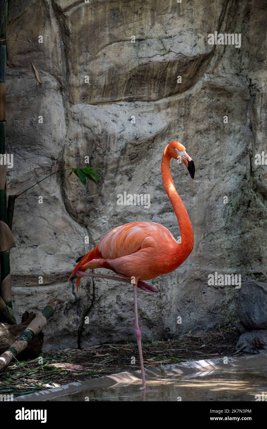 A flamingo standing on one foot behind a waterfall Stock Photo