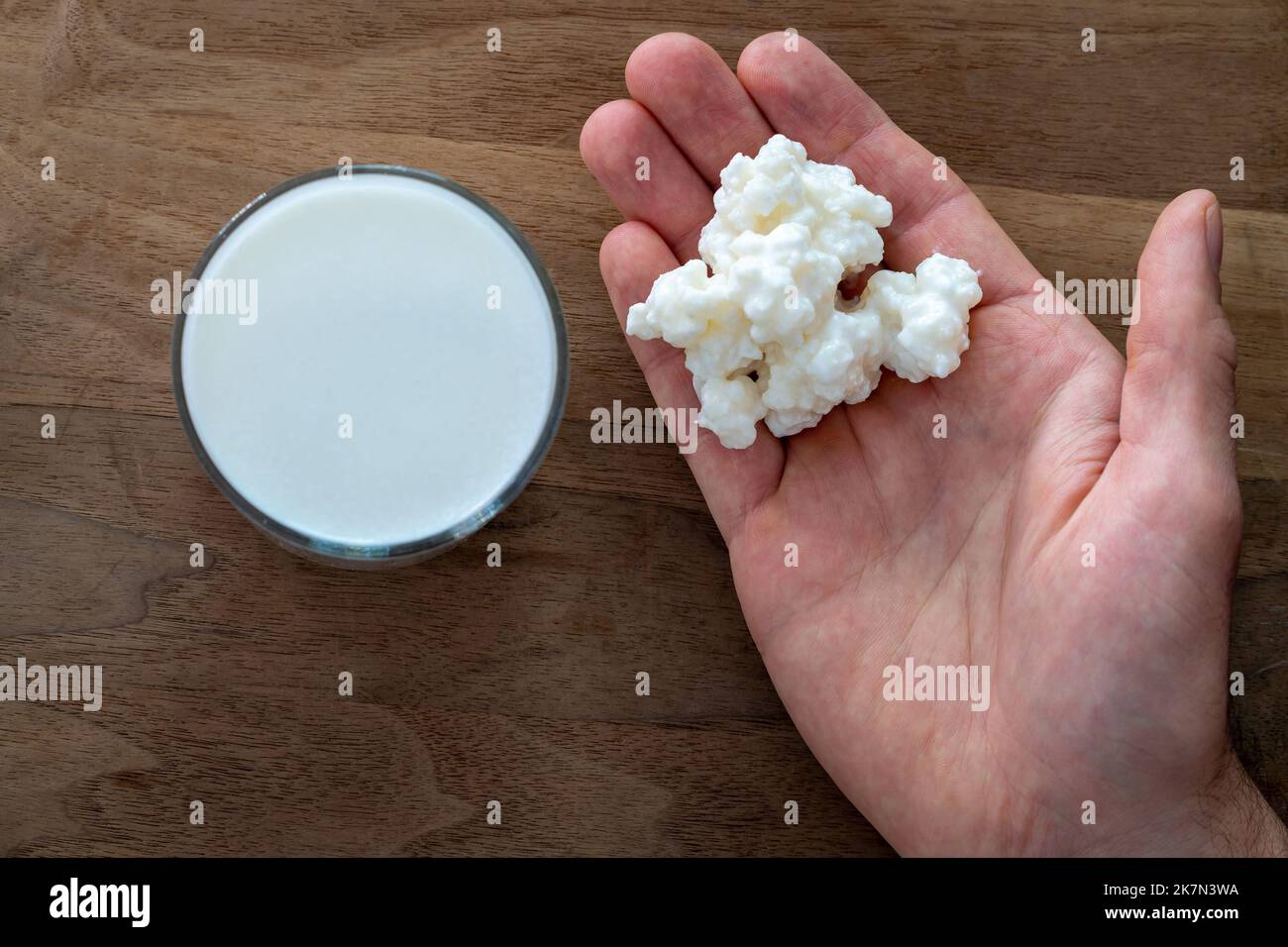 Milk kefir grains in hand on a wooden background, selective Stock Photo
