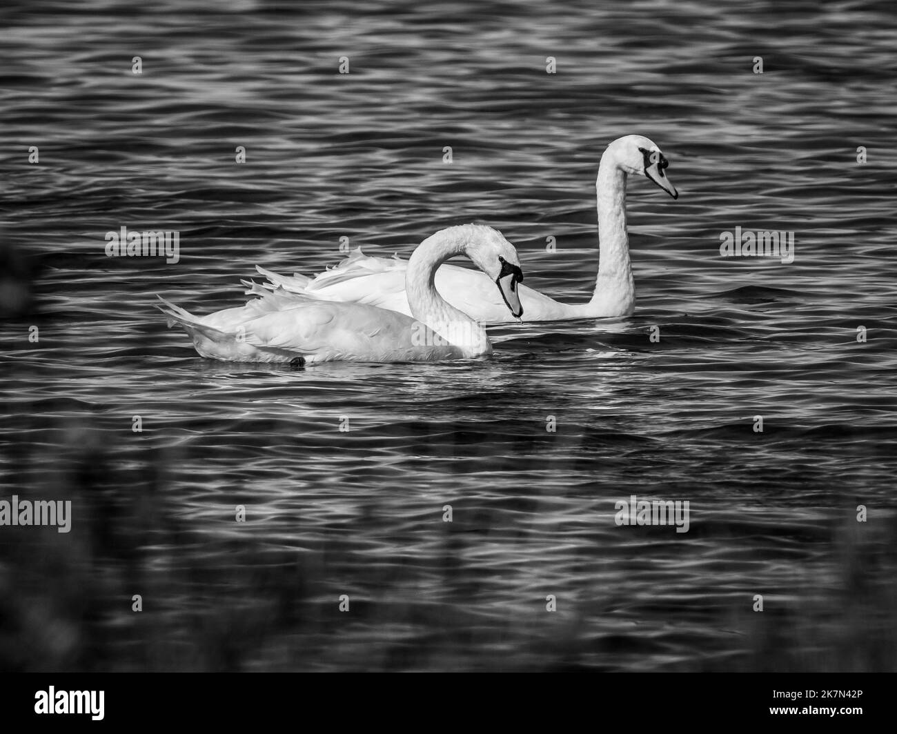 A greyscale shot of two swans swimming on the lake Stock Photo