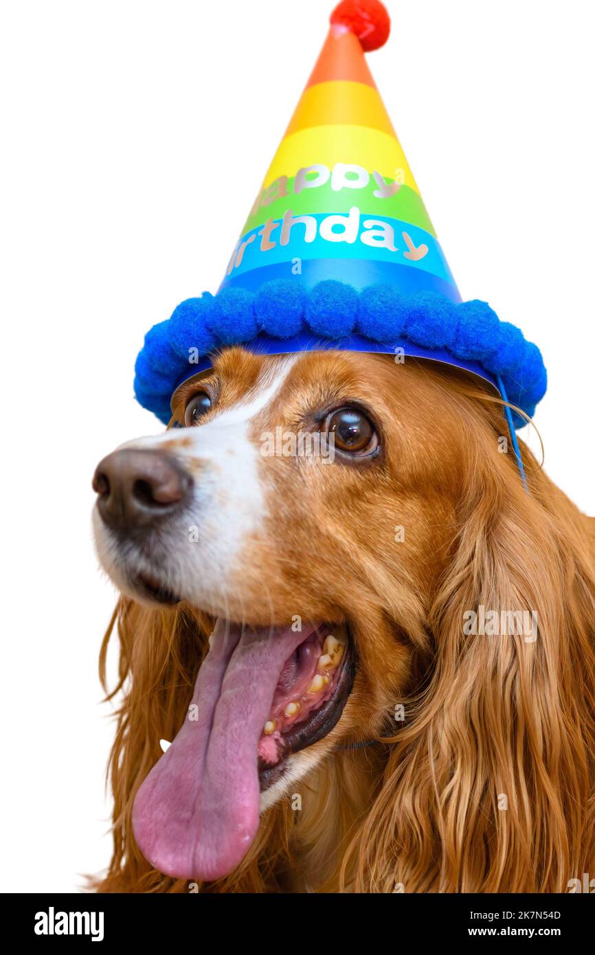 Cute cocker spaniel dog pet celebrating its five-year-old birthday. No people Stock Photo