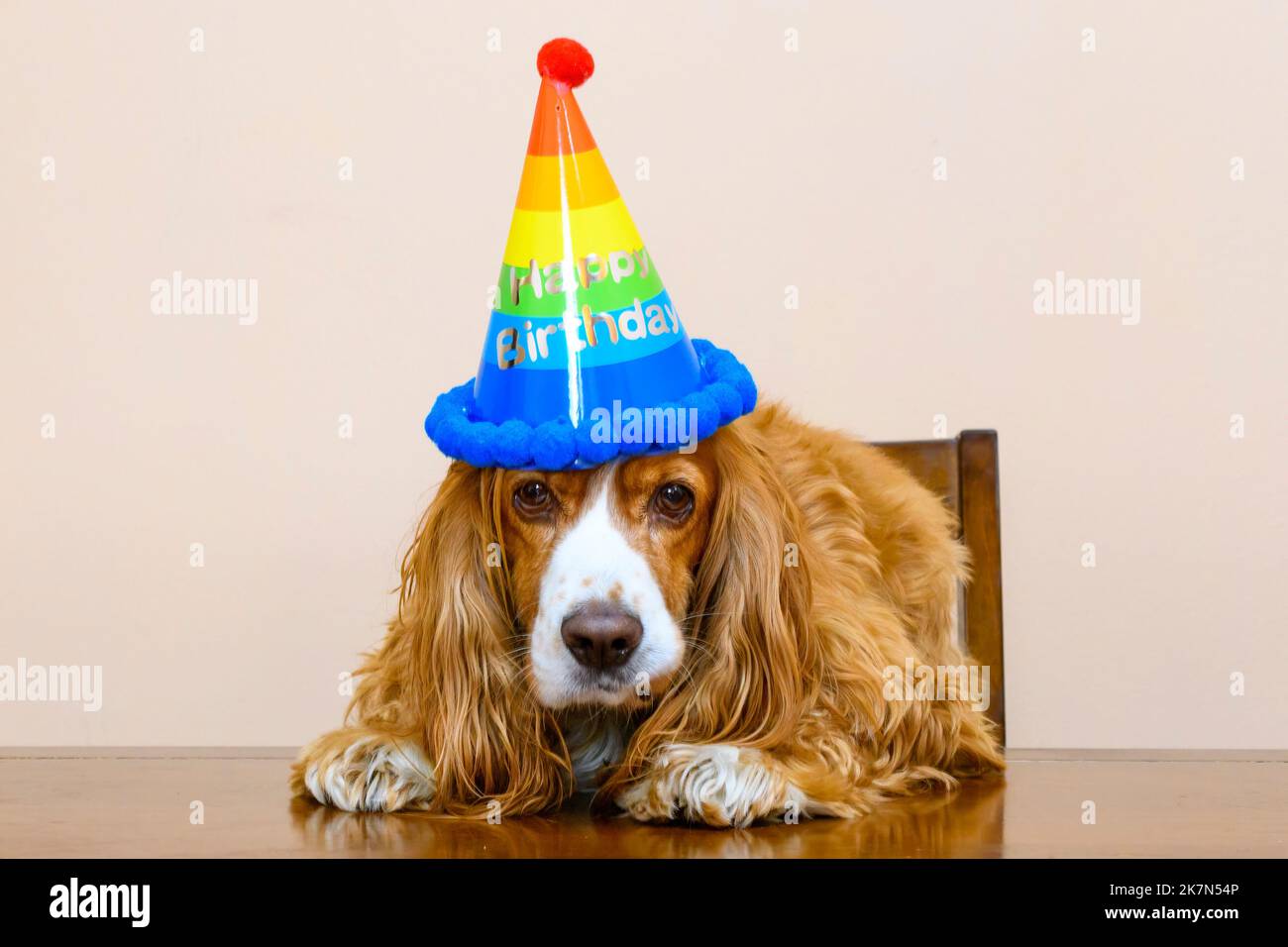 Cute cocker spaniel dog pet celebrating its five-year-old birthday. No people Stock Photo