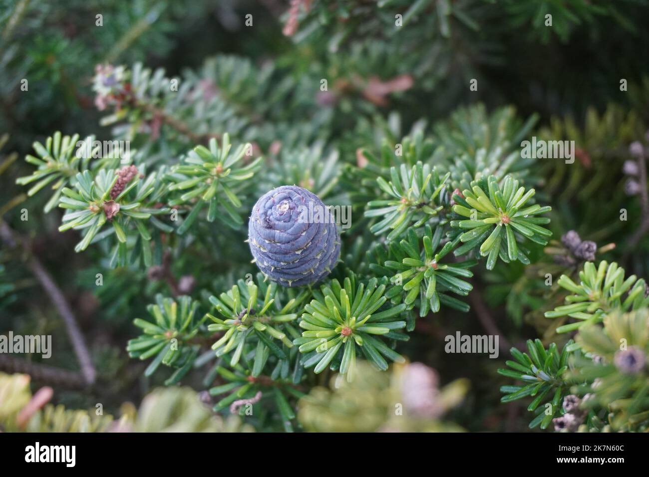A young and fresh pine cone on a tree branch Stock Photo - Alamy