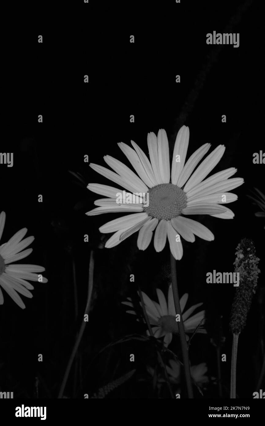 Meadow health Black and White Stock Photos & Images - Alamy