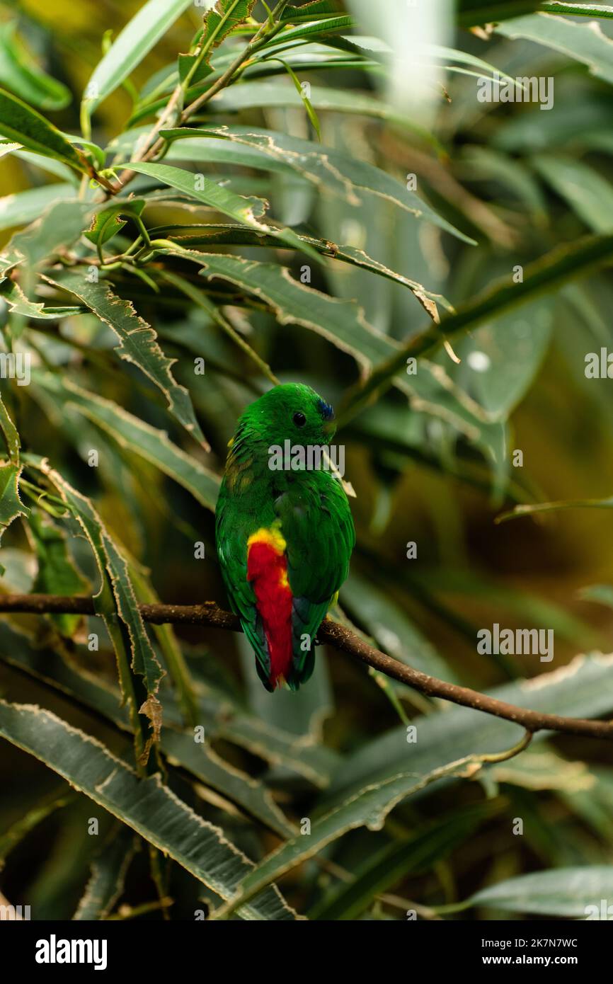 A vertical shot of a Bluecrowned hanging parrot standing on a branch Stock Photo Alamy
