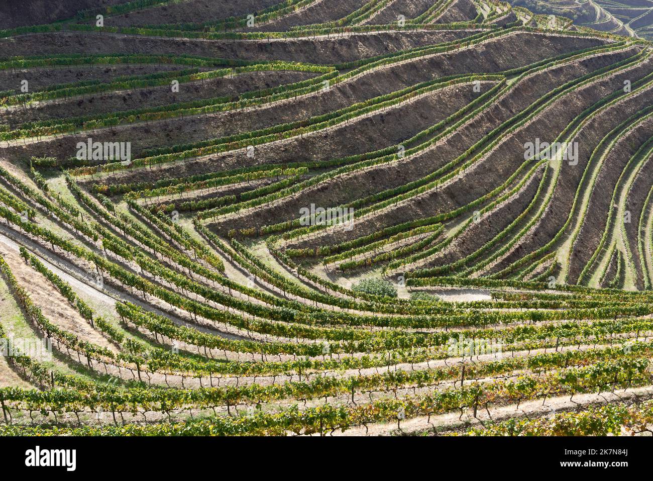 Vineyards of the Douro Valley, Northern Portugal Stock Photo