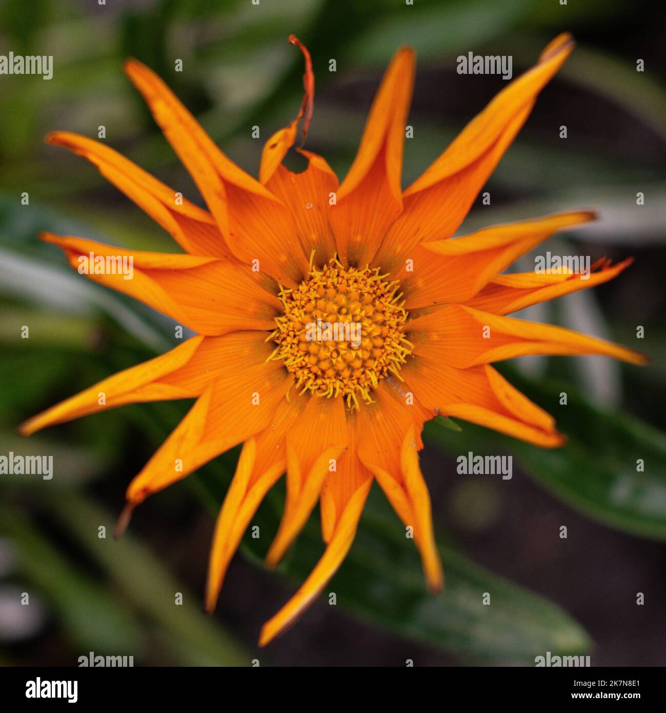 An orange Gazania linearis flower in closeup Stock Photo