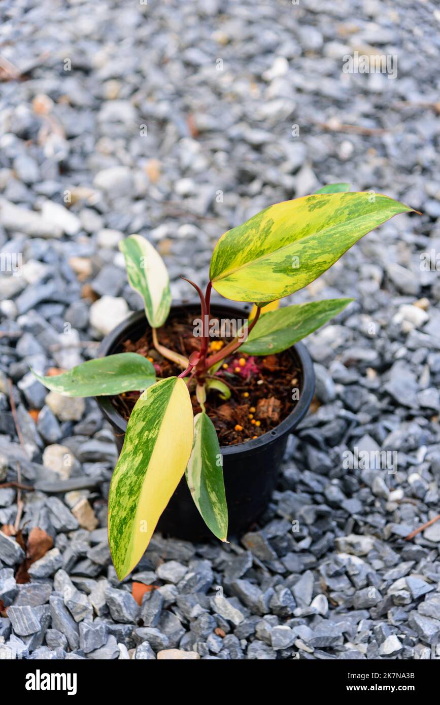 Philodendron Red Emerald / Philodendron Stawberry shake Stock Photo