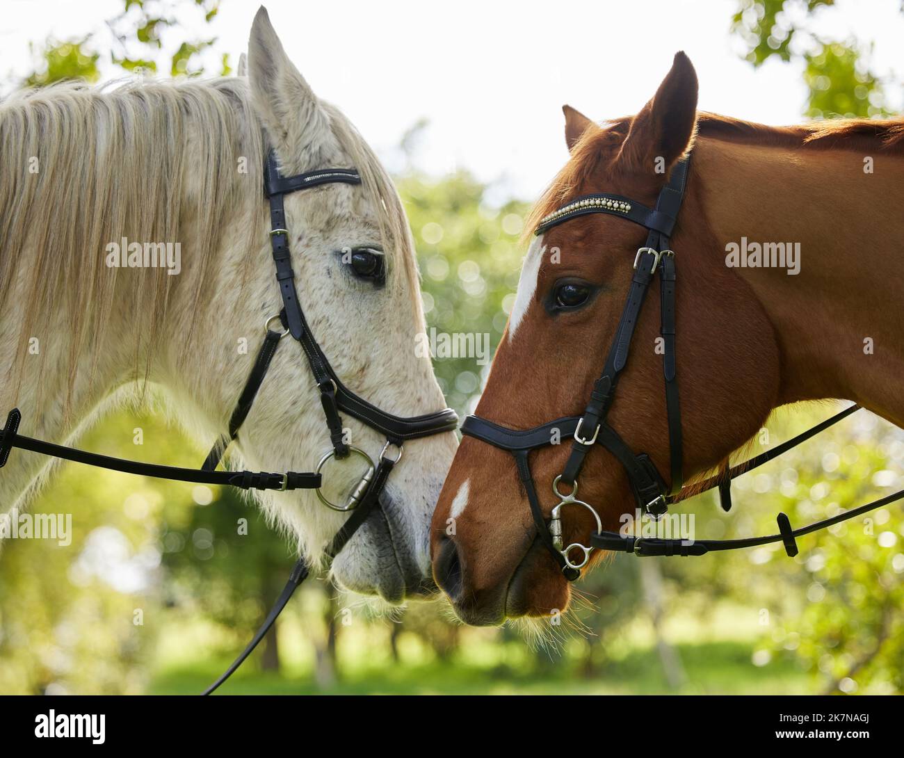 Every rider has that one special horse. two horses outside in a forest ...