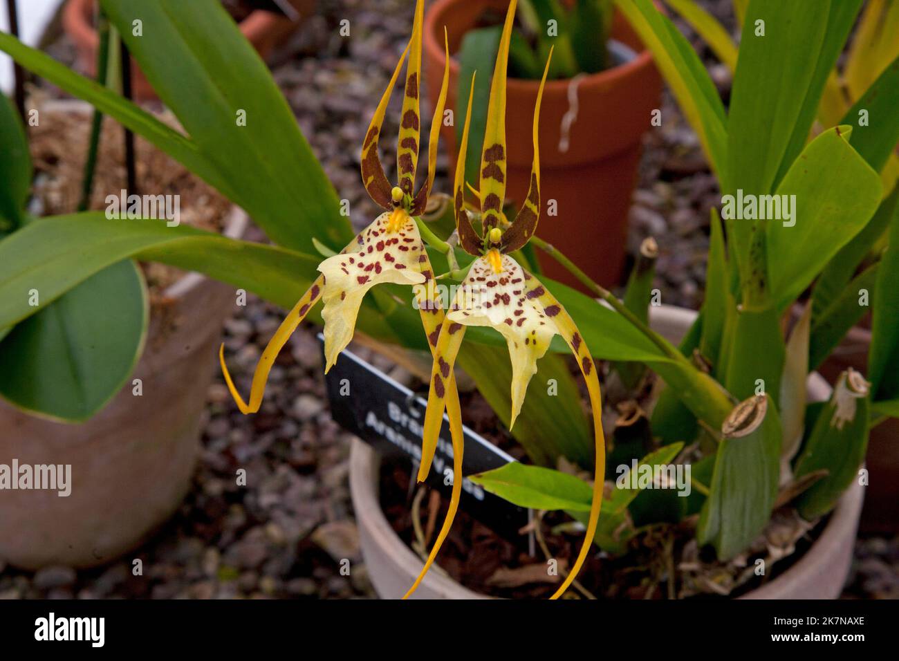 Brassea Orchid spotted yellow exotic tropical flowering plant with red spots in a greenhouse Stock Photo