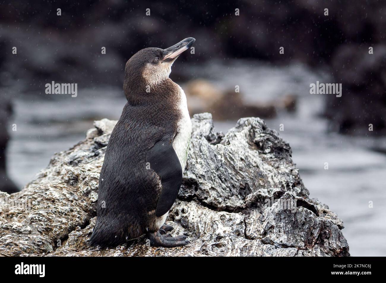 The Galápagos penguin (Spheniscus mendiculus), juvenile Stock Photo - Alamy