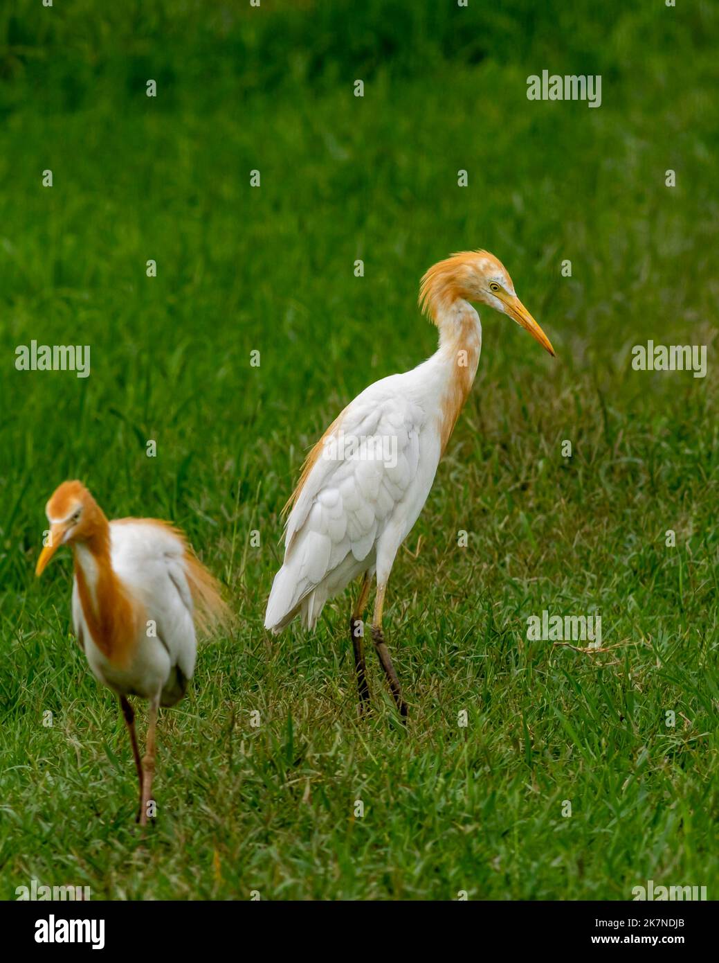 cattle egret or Bubulcus ibis in a breeding plumage in natural green background at keoladeo national park or bharatpur bird sanctuary rajasthan india Stock Photo