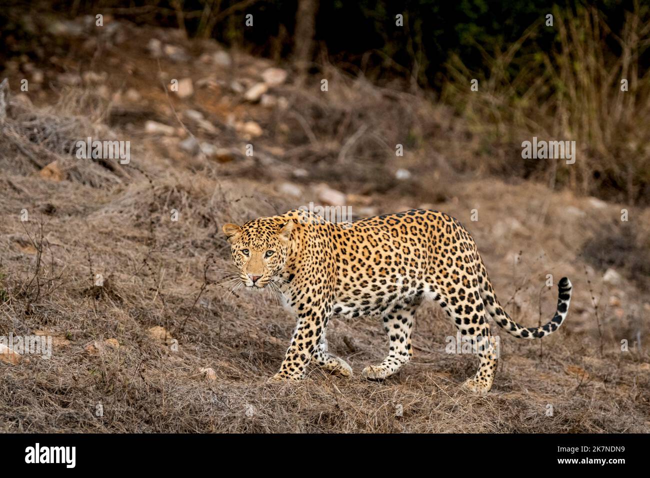 wild male leopard or panther or panthera pardus fusca side profile walking with eye contact in dry summer season at jhalana leopard reserve forest Stock Photo
