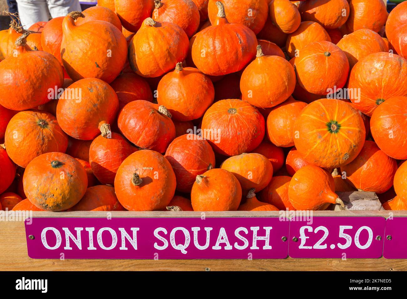 Pumpkin Time at Sunnyfields Farm in Totton, Hampshire UK in October as Halloween approaches - Onion Squash, Cucurbita maxima, for sale Stock Photo
