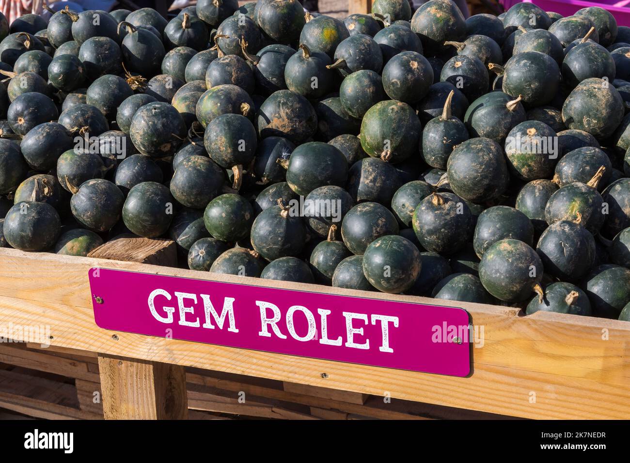 Pumpkin Time at Sunnyfields Farm in Totton, Hampshire UK in October as Halloween approaches - Gem Rolet squash for sale Stock Photo