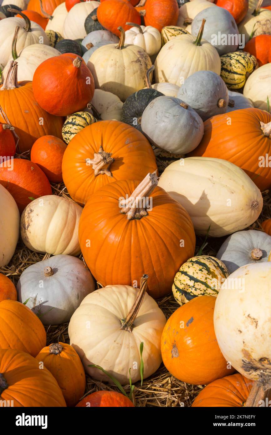 Pumpkin Time at Sunnyfields Farm in Totton, Hampshire UK in October as