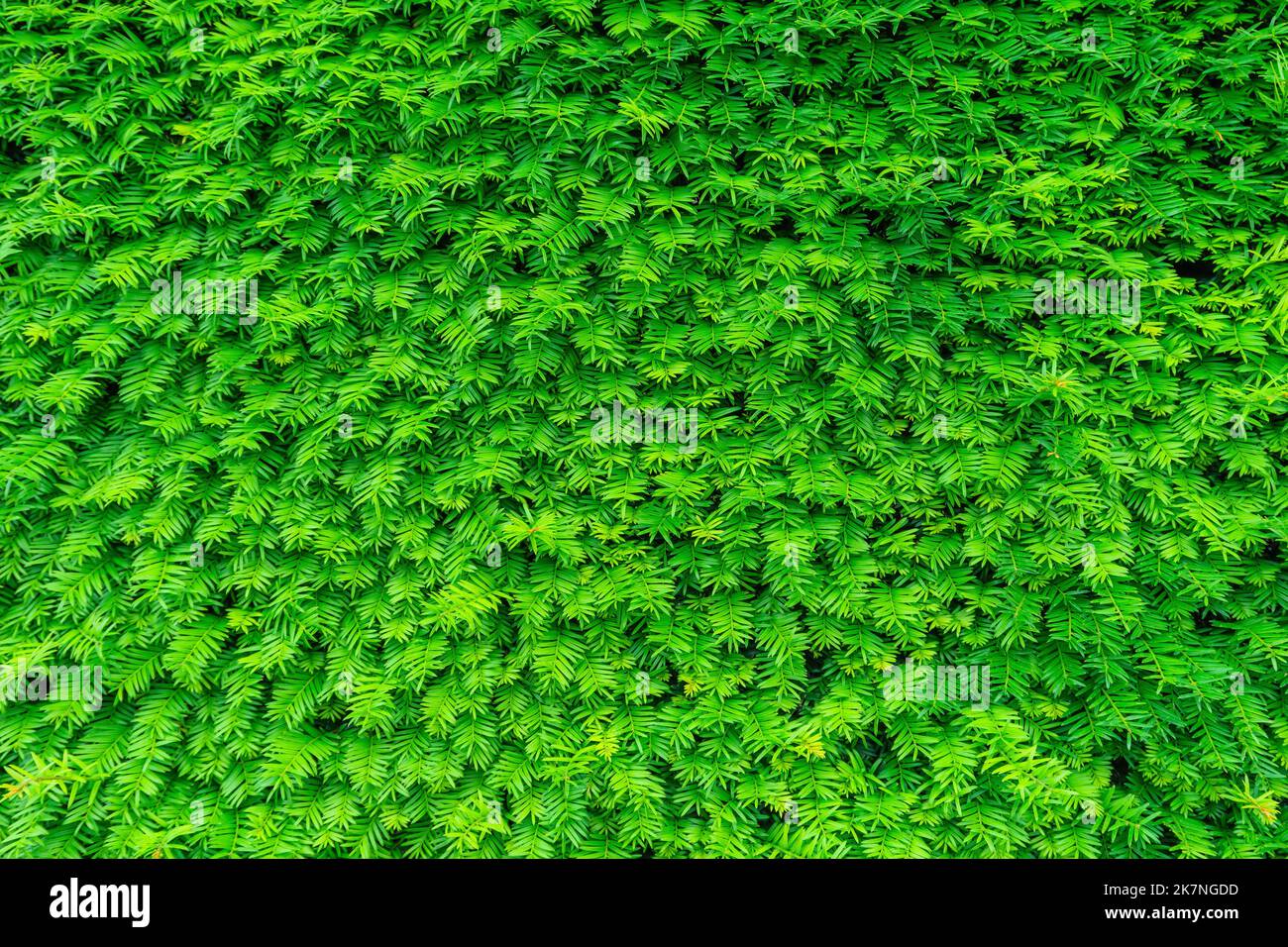 Green leaf background Stock Photo