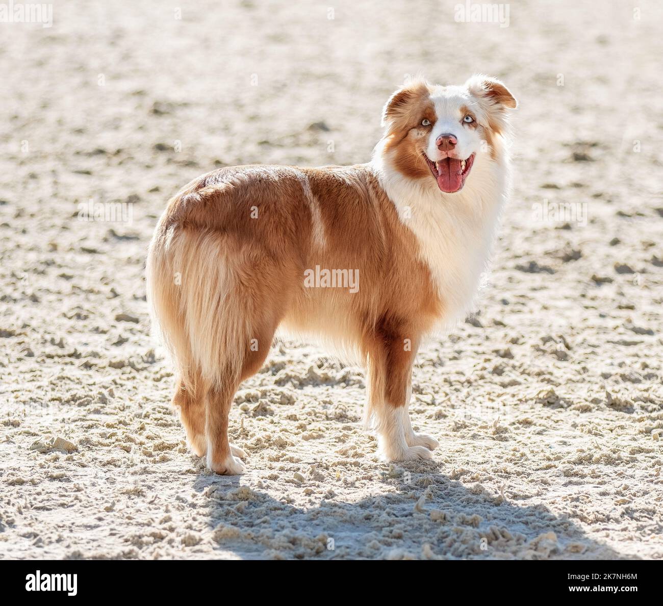 Australian Shepherd red tricolor. Beautiful thoroughbred dog portrait outdoors close up. Pet stuck out its tongue. No people. Aussie standing on white Stock Photo