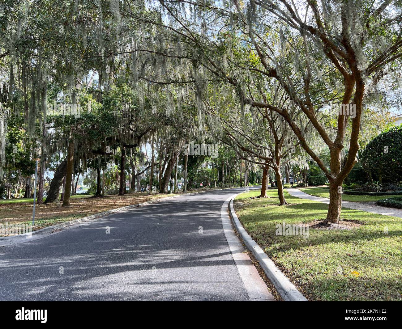 A street lined with spanish moss covered trees in a neighborhood in