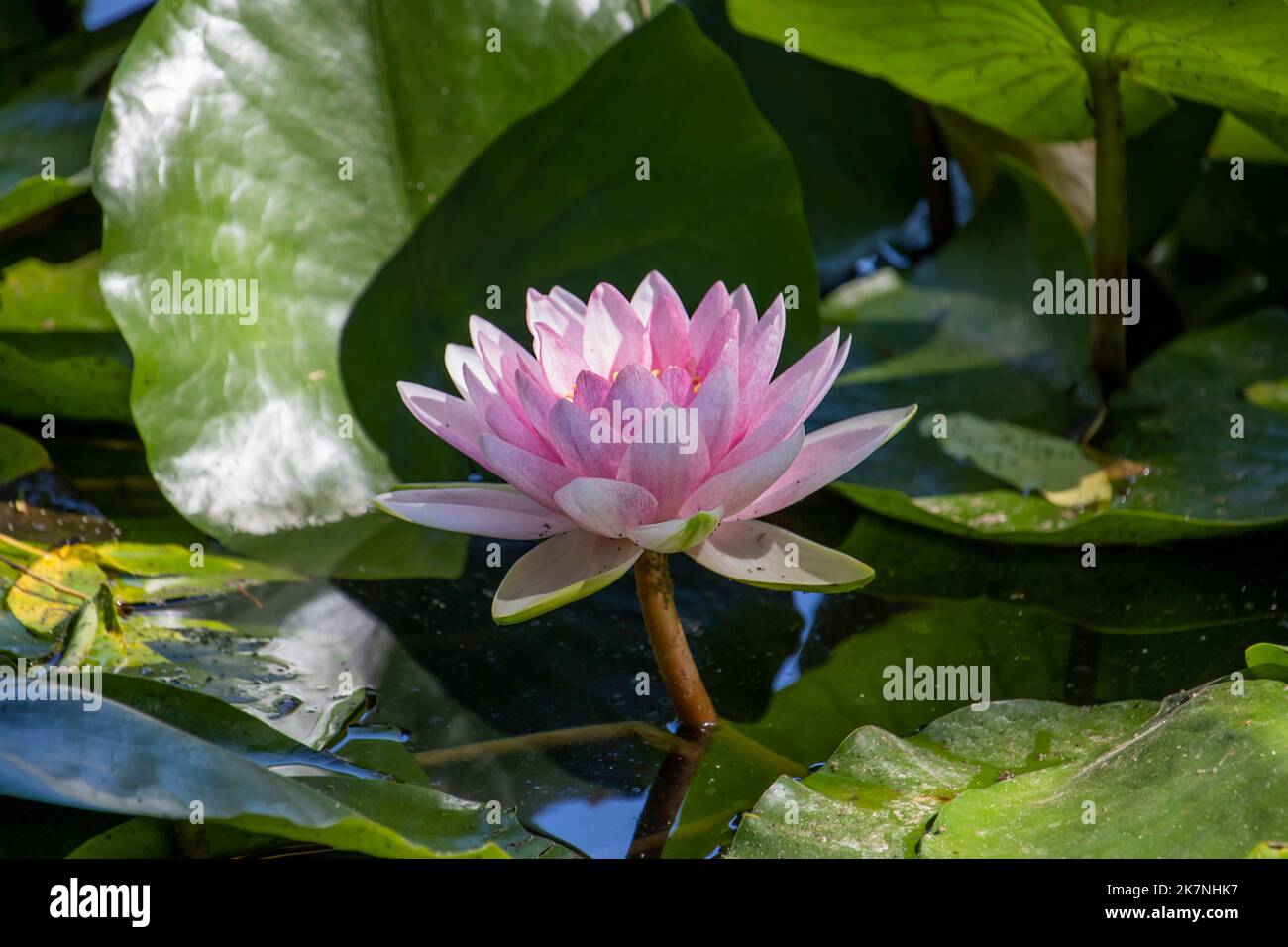 Water Lily ,Nymphaea Hollandia Stock Photo