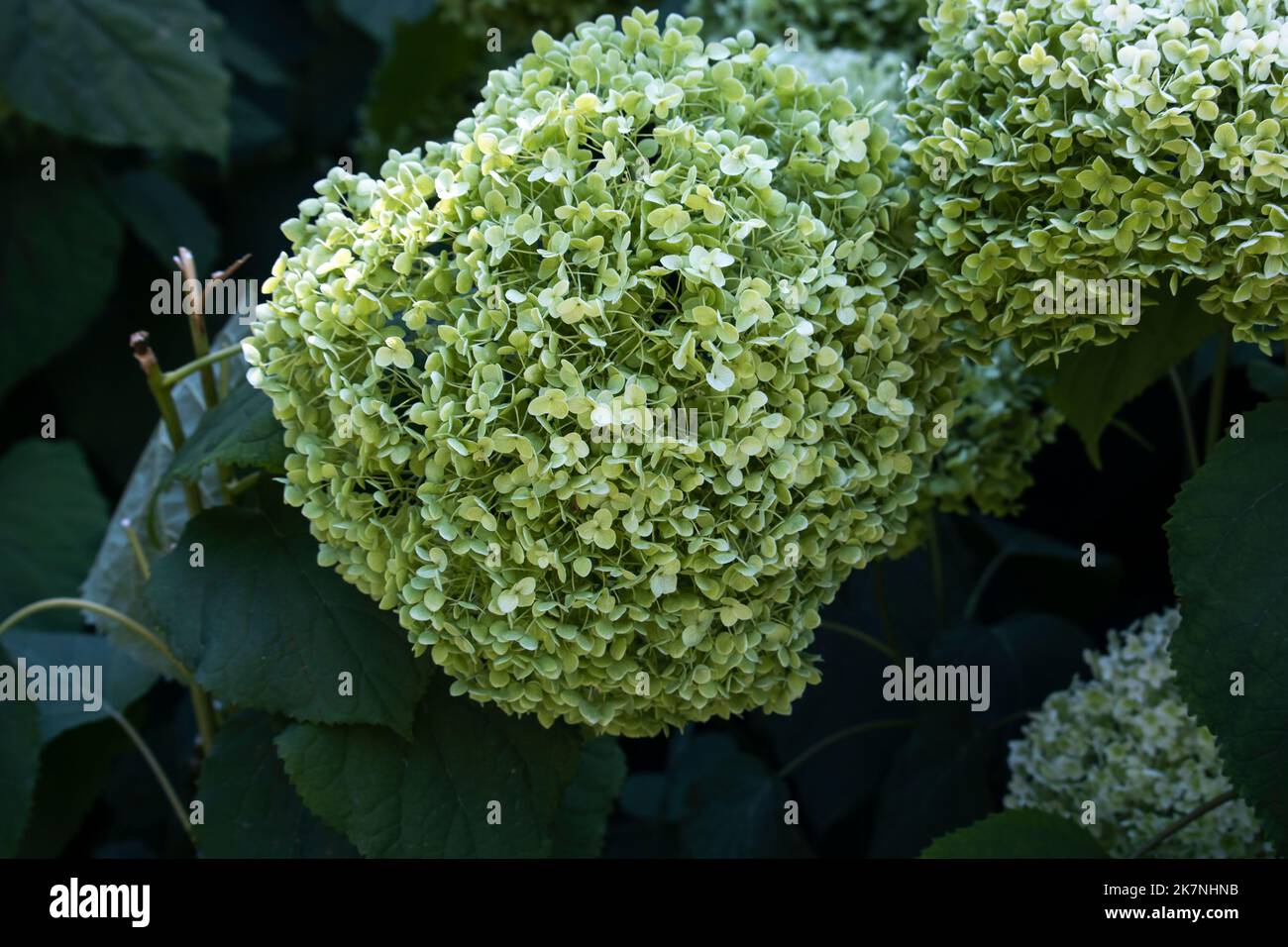 Hydrangea paniculata , Hydrangea Stock Photo - Alamy