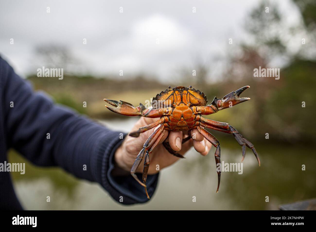 Ares, south west of France: visit of the protected area of Arcachon Bain, with a nature guide Showing of a red crab with outstretched claws Stock Photo
