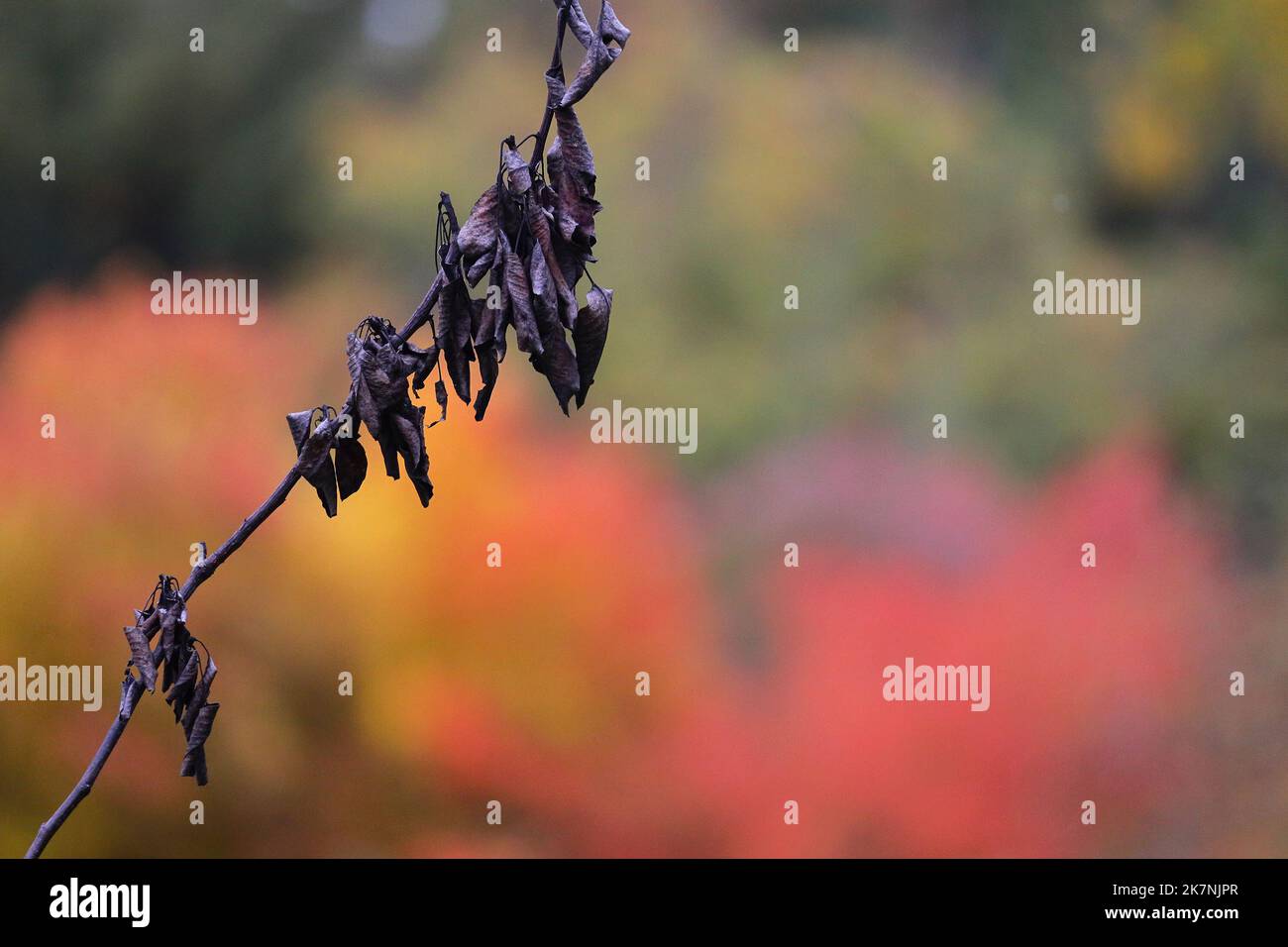 Dying pear tree from summer drought/climate change with healthier trees
