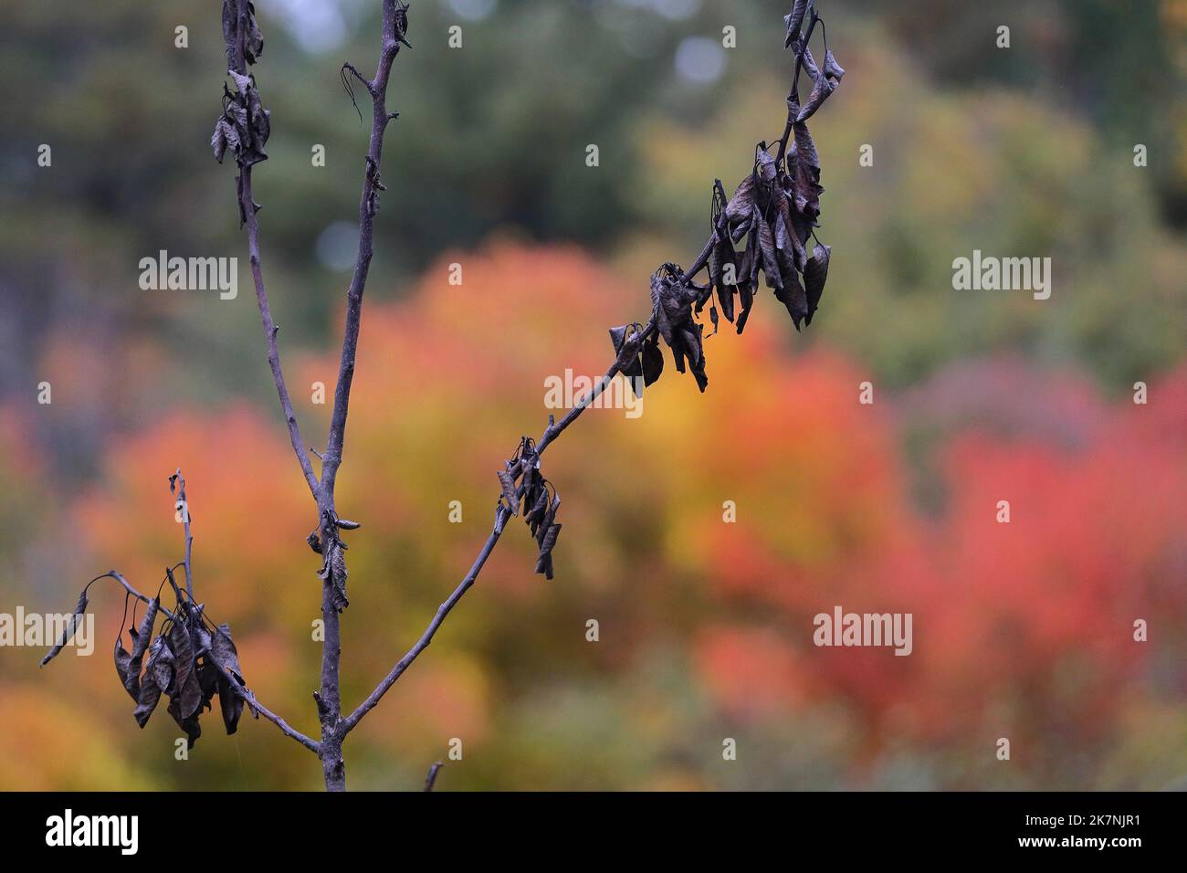 Dying pear tree from summer drought/climate change with healthier trees