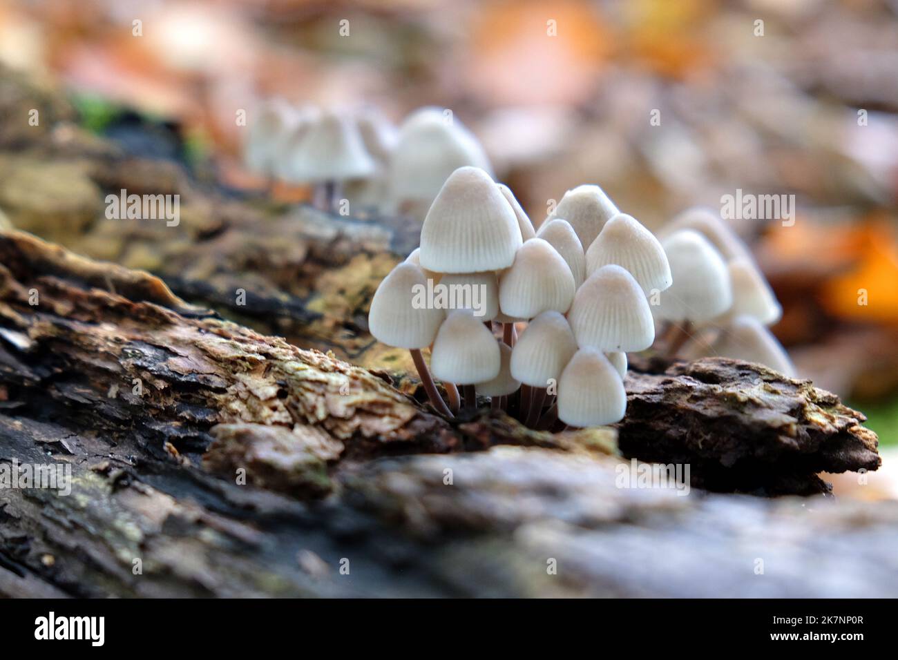 Common Bonnet mushrooms in beech woodland, Surrey, UK Stock Photo