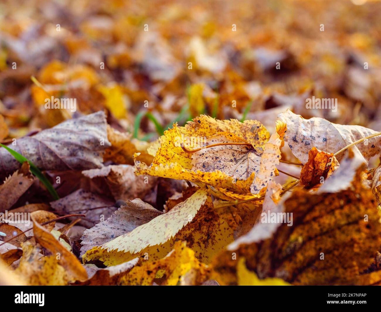 Strewn leaves hi-res stock photography and images - Alamy