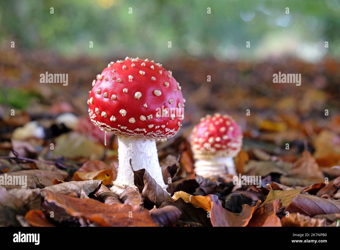 Fly agaric mushrooms in beech woodland, Surrey, UK. Stock Photo