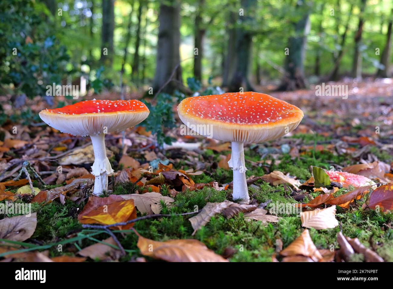 Fly agaric mushrooms in beech woodland, Surrey, UK Stock Photo Alamy