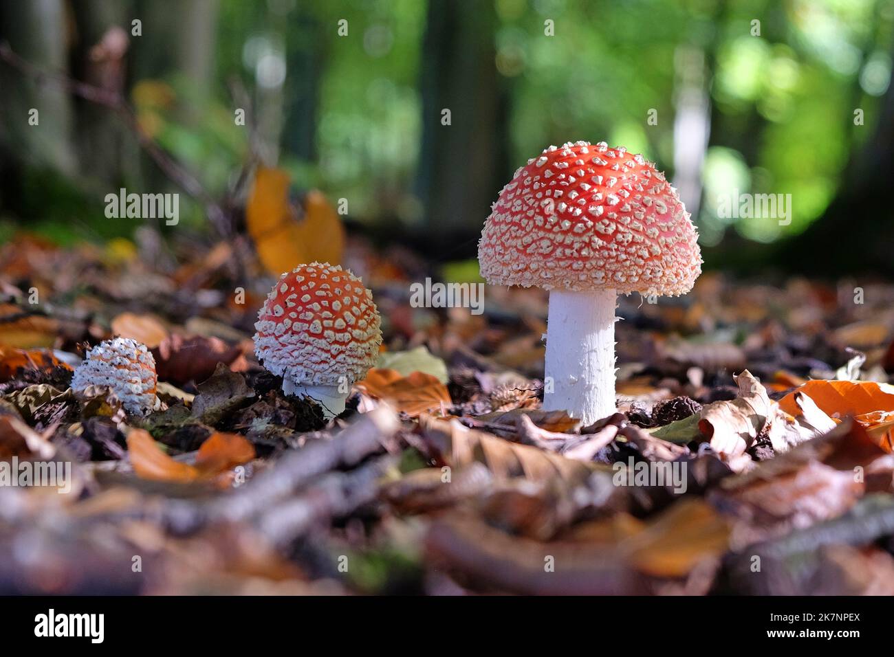Fly agaric mushrooms in beech woodland, Surrey, UK. Stock Photo