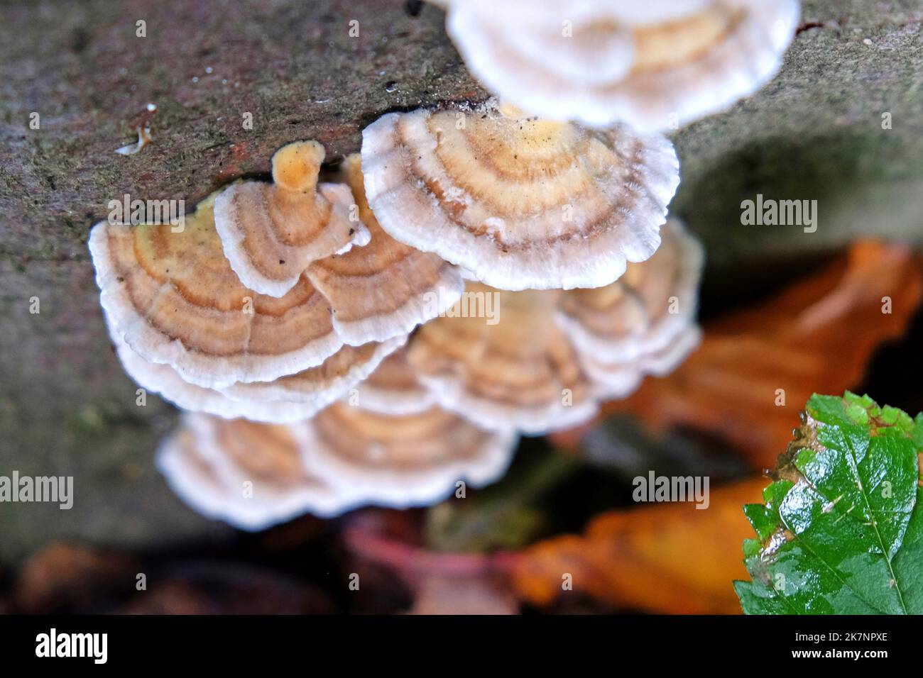 turkey-tail-fungus-in-beech-woodland-surrey-uk-stock-photo-alamy