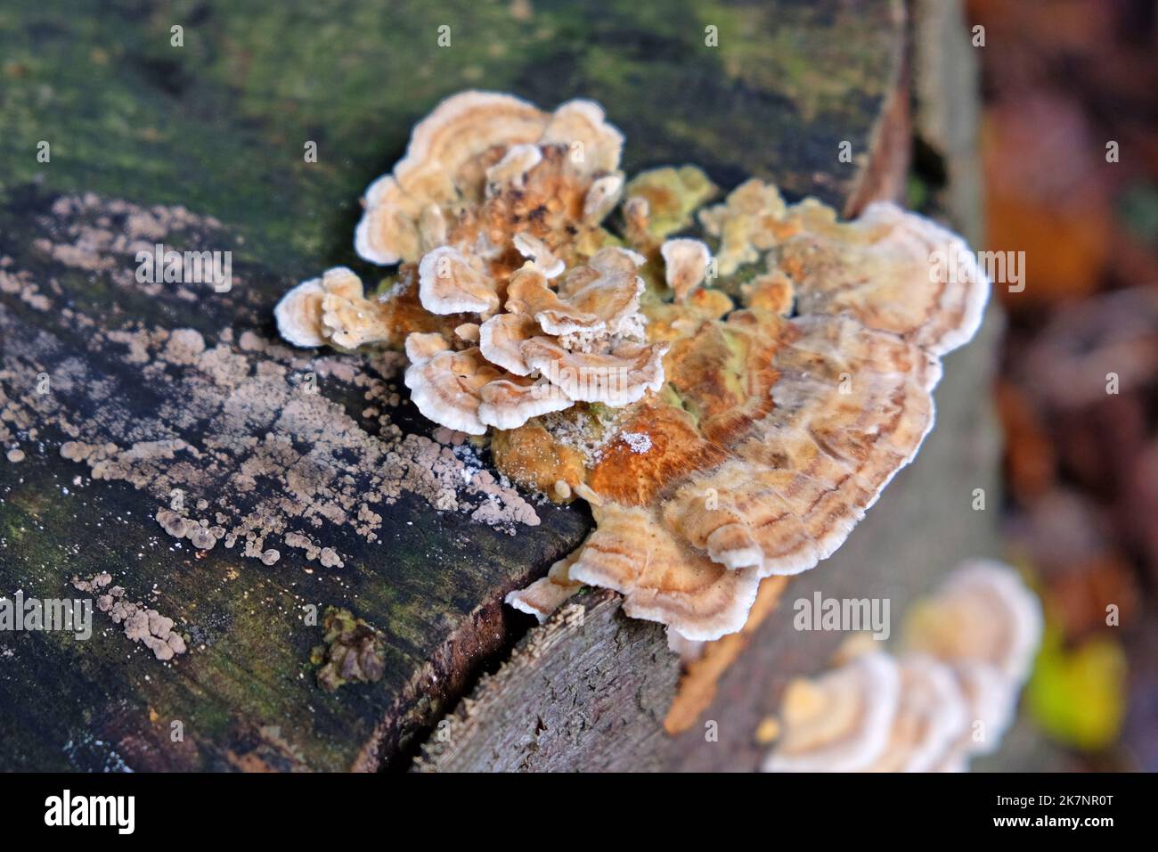 turkey-tail-fungus-in-beech-woodland-surrey-uk-stock-photo-alamy