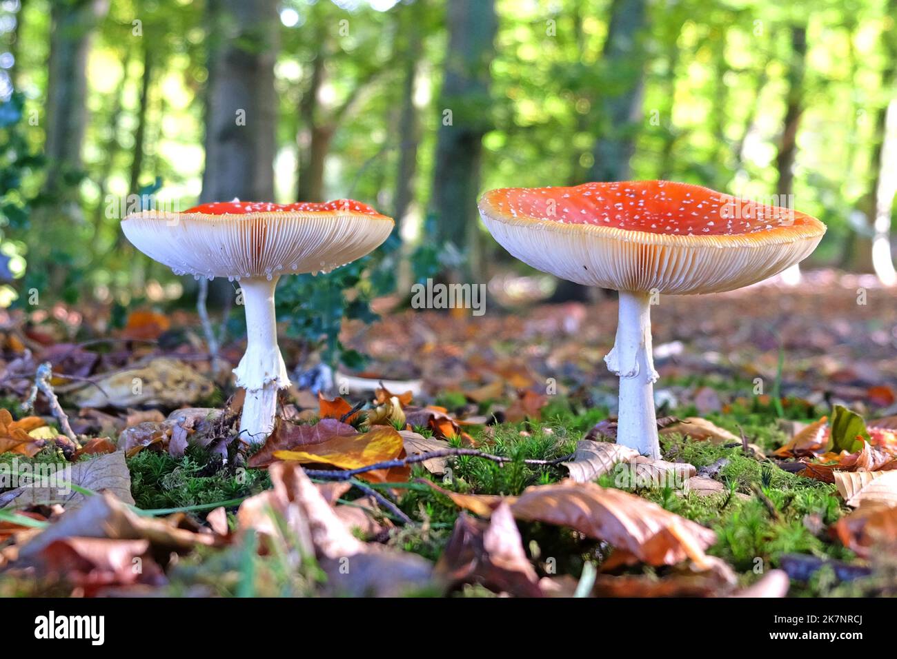 Muhshroom hires stock photography and images Alamy