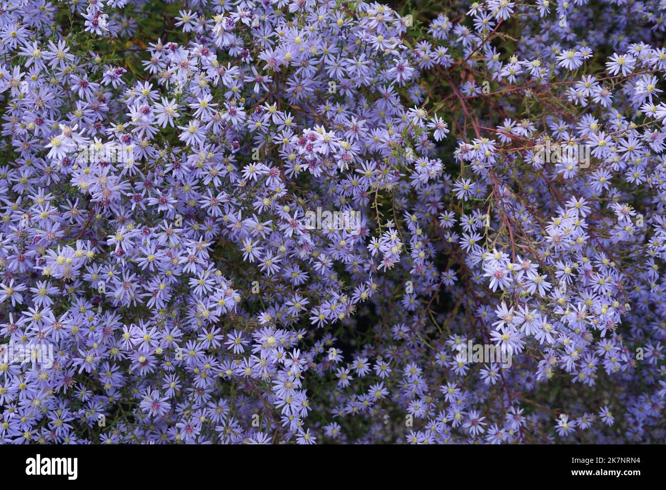 Cluster of Aster flowers Stock Photo