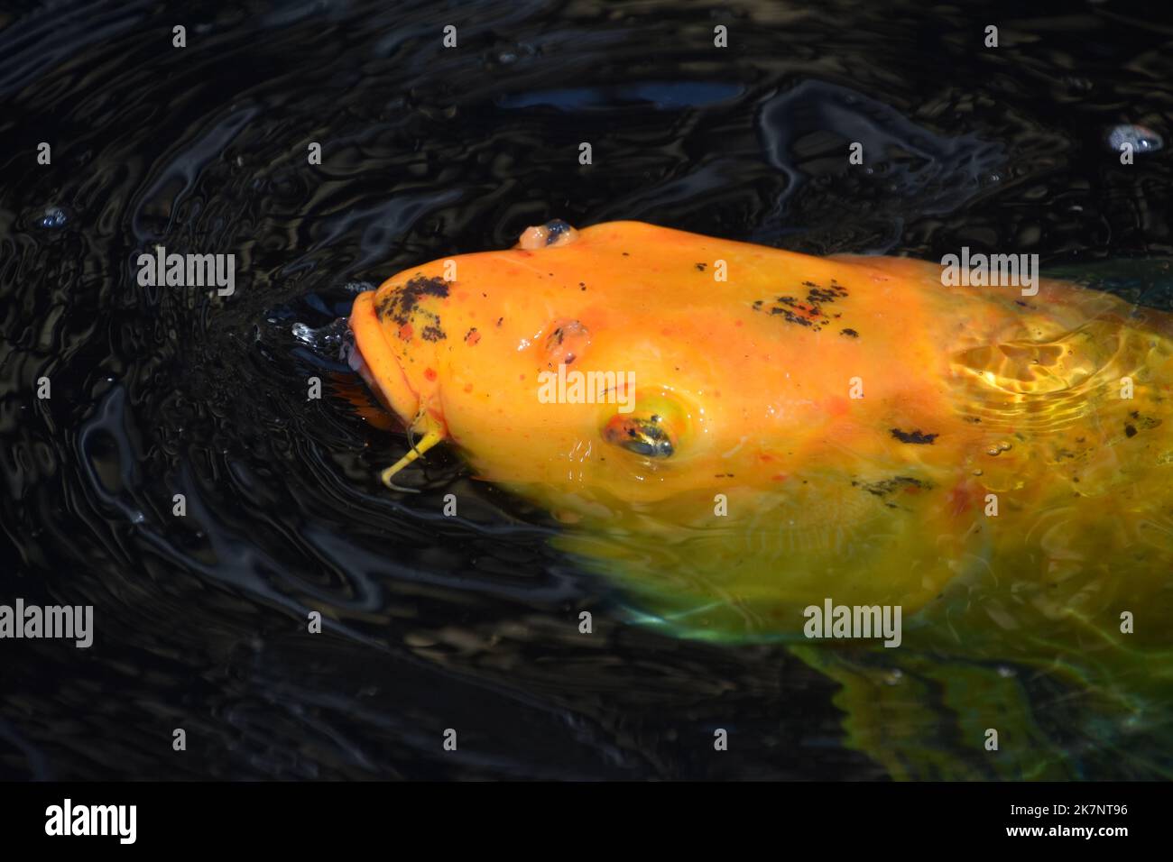 Amazing orange koi carp swimming along in a fish pond just under the ...