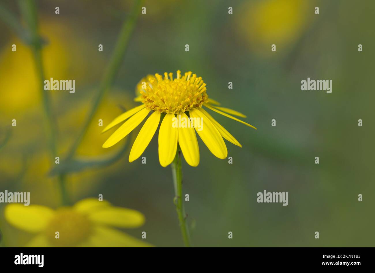 Macro photography of a yellow wild flower in autumn Stock Photo