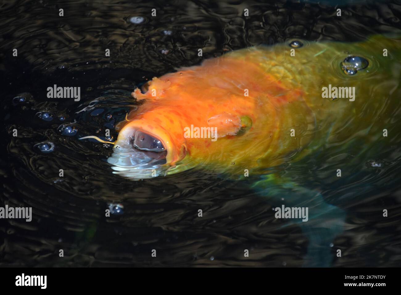 Stunning large orange koi fish with its mouth gaping wide open Stock