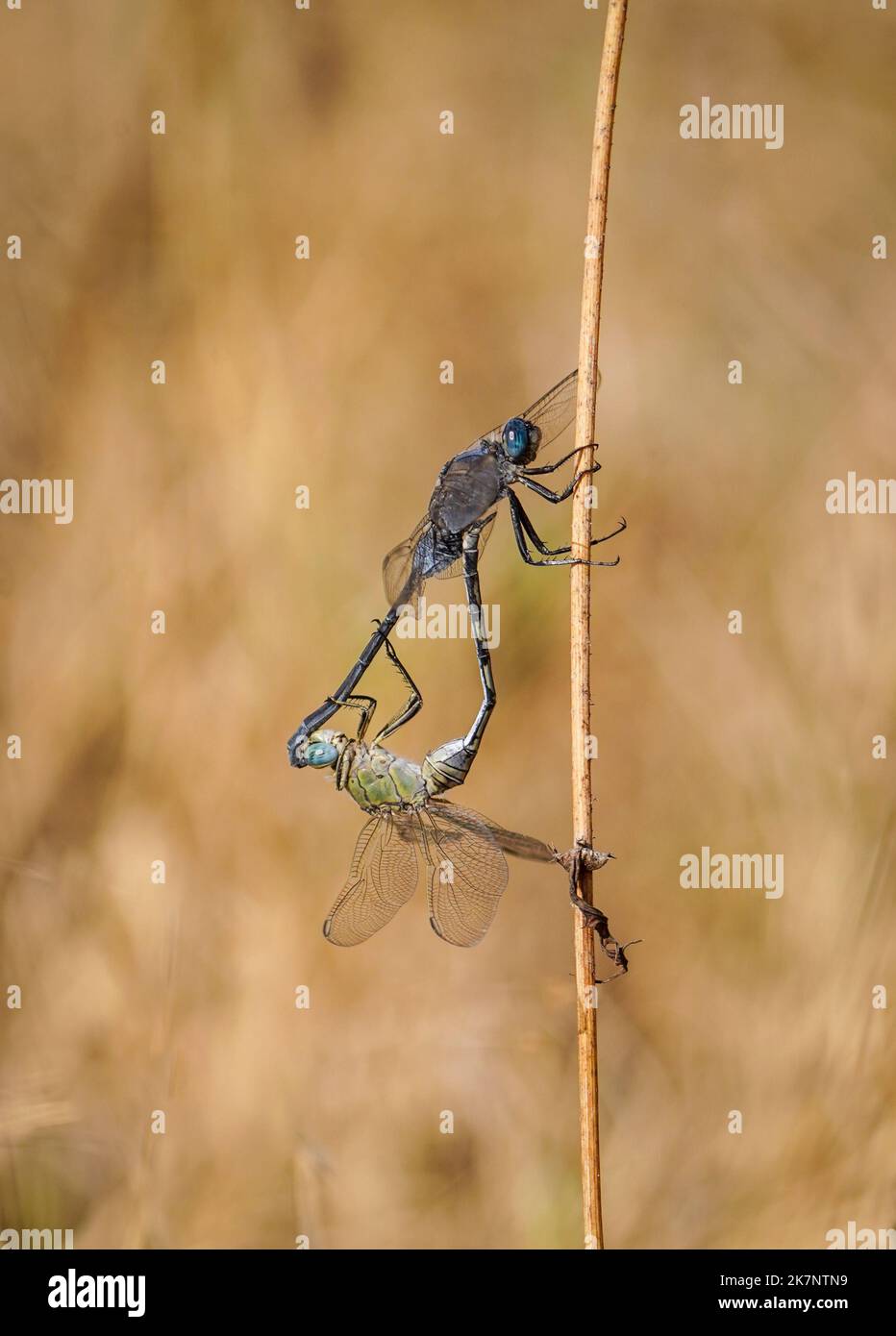 Long Skimmer, Orthetrum trinacria dragonflies male and female mating. on leaf, Spain. Stock Photo